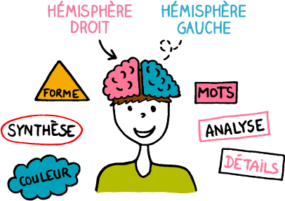 Cerveau